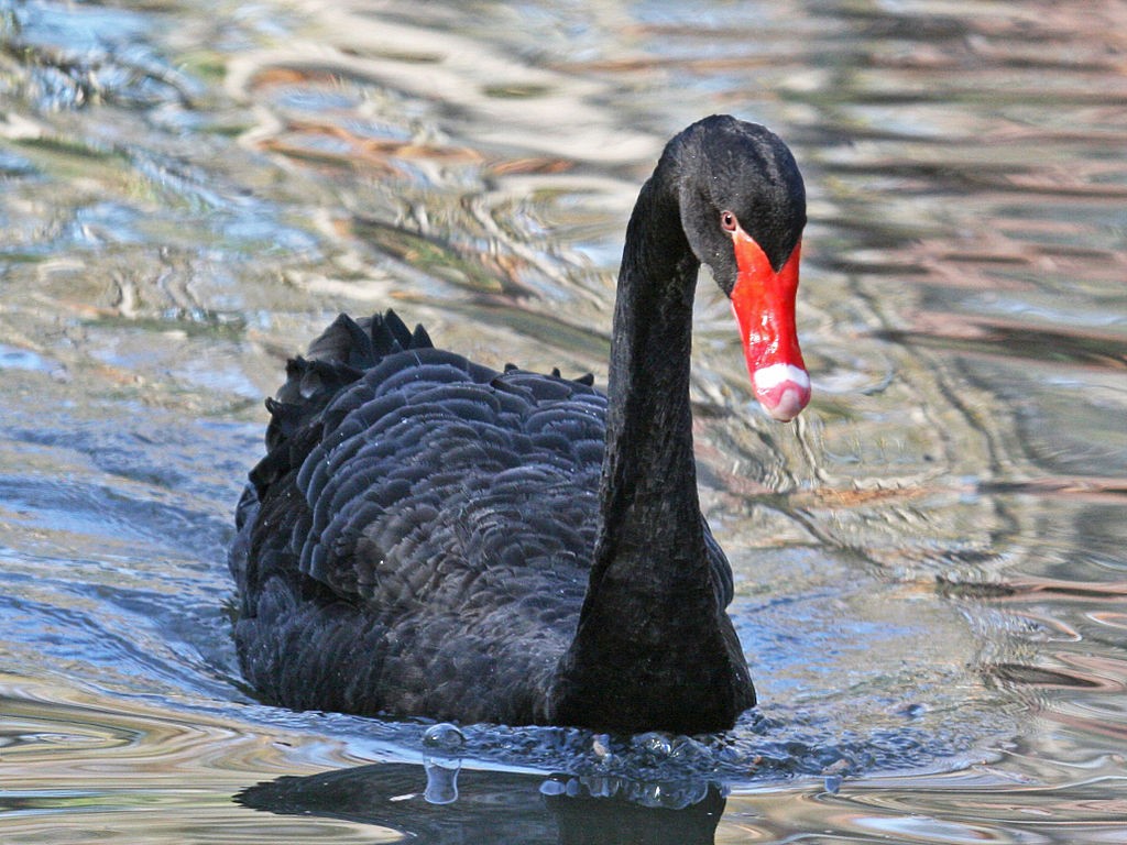 AMEND is my black swan.